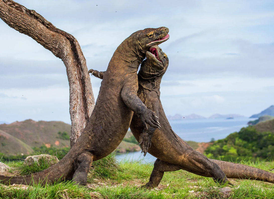 What To See In Komodo National Park, Indonesia